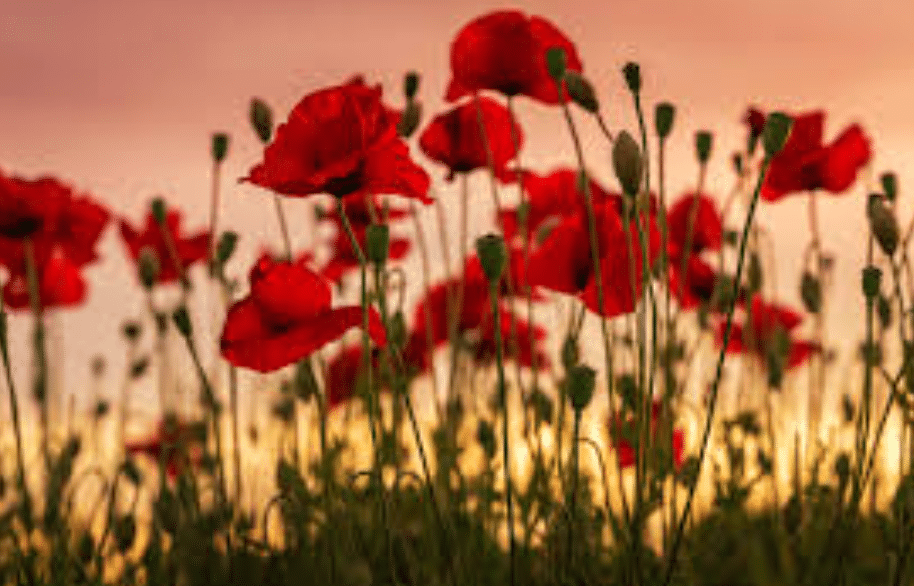 Importance of Remembrance Day